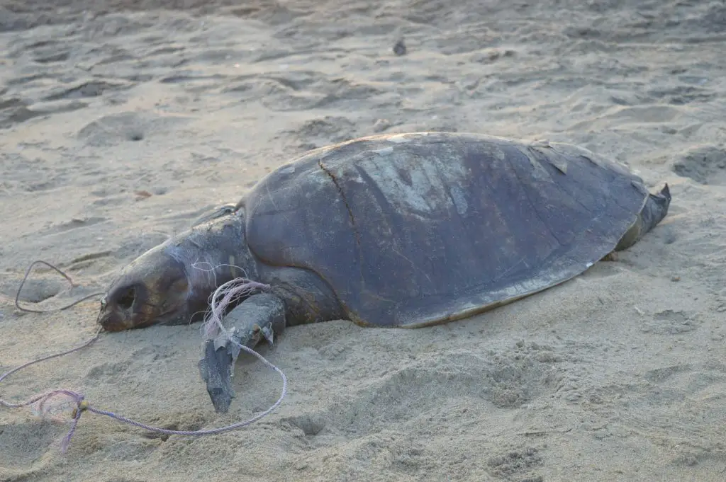 What To Do With A Dead Tortoise