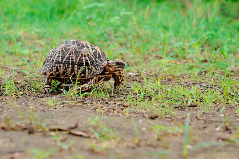 Is Calico Map Turtle A Good Pet?