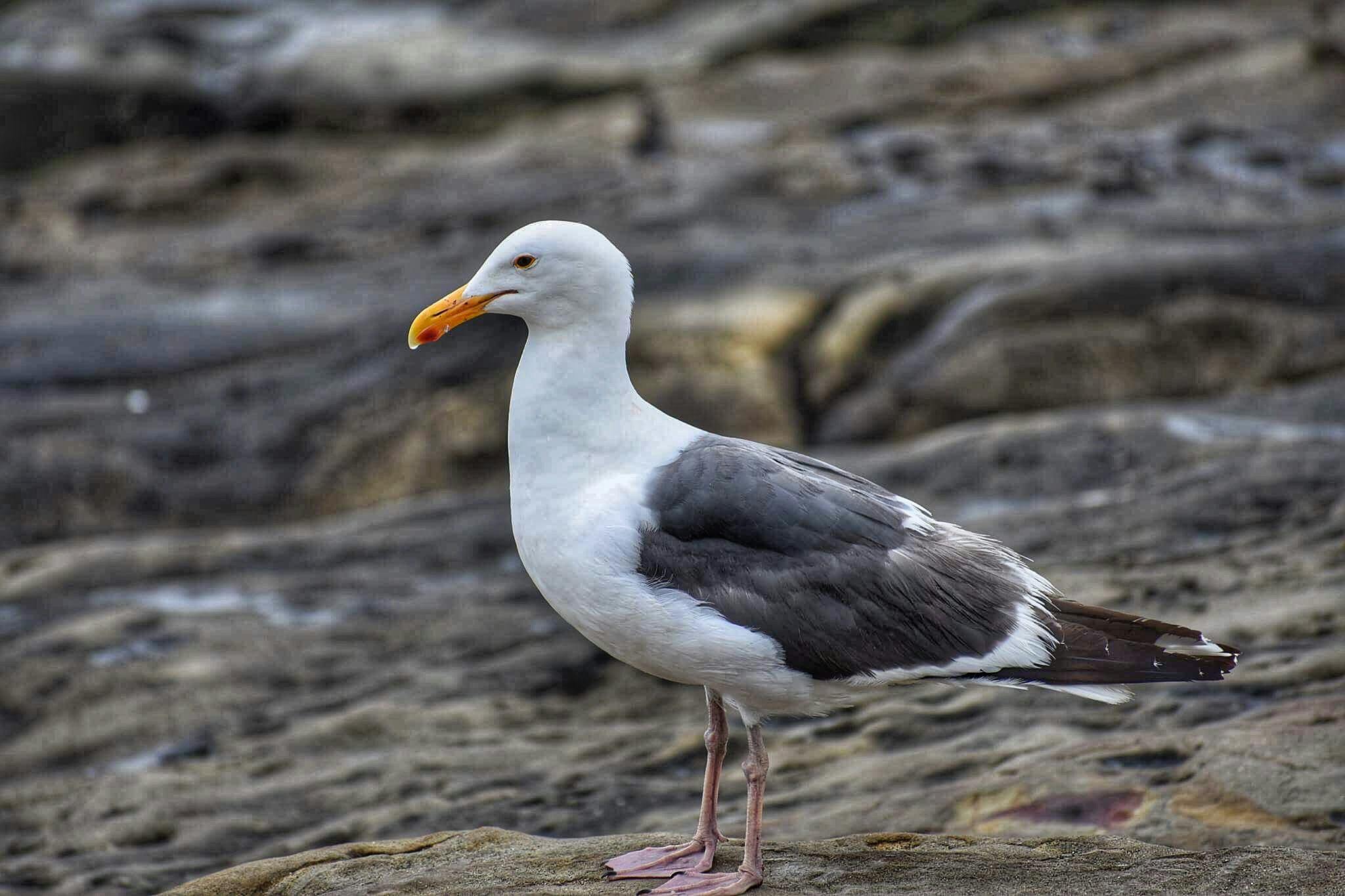 Do Seagulls Eat Baby Turtles?