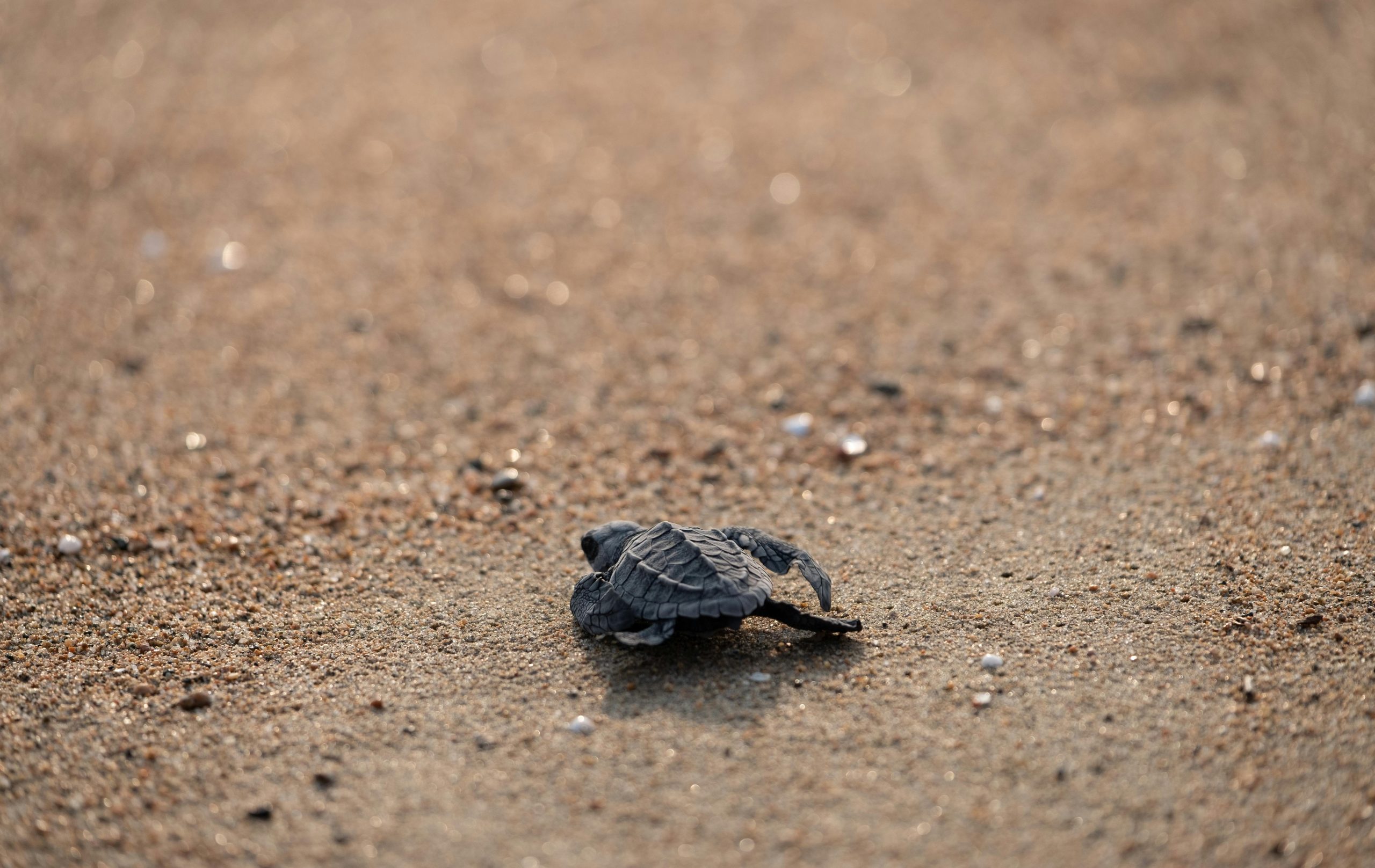 What To Do With A Dead Tortoise