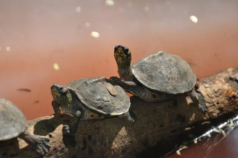 Why Do Turtles Stack?