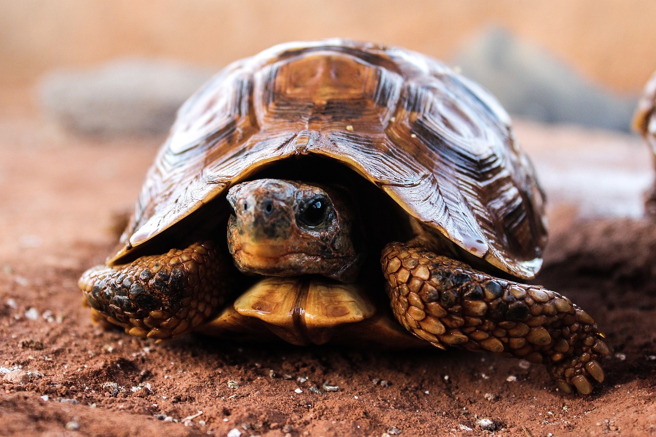 30 Diy Tortoise Enclosure Ideas For A Natural Haven