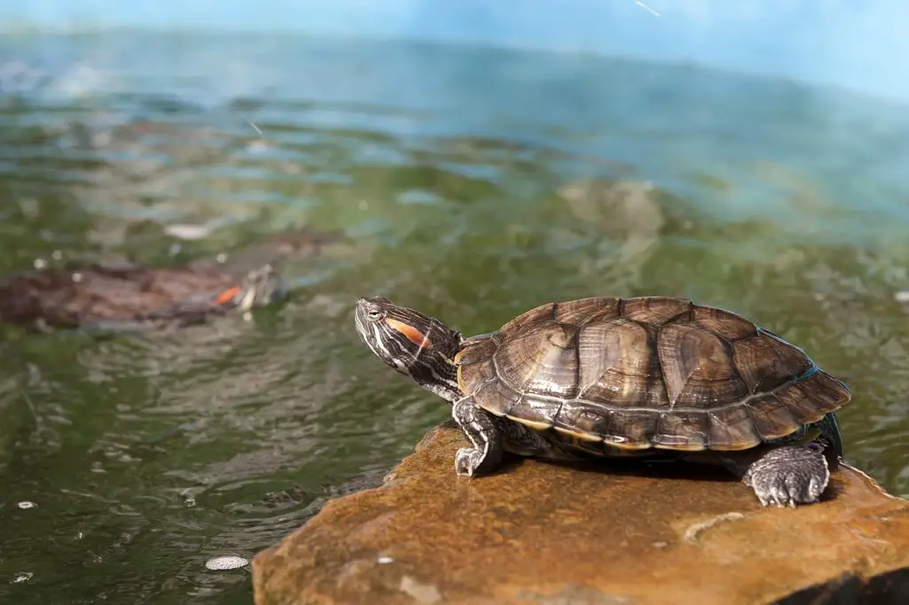 Antibiotics For Turtles: Which One For Which Disease?