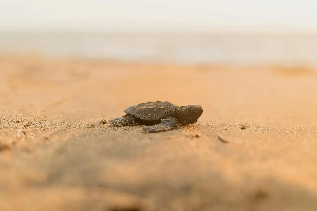 Do Painted Turtles Hibernate In Captivity?