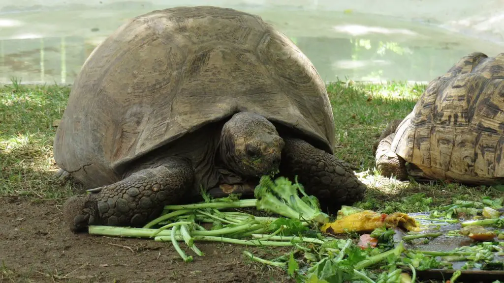 Can Turtles &Amp; Tortoises Eat Bananas?