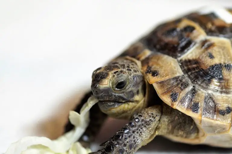 Can Turtles &Amp; Tortoises Eat Bananas?