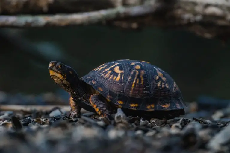 Are Box Turtles An Endangered Species?