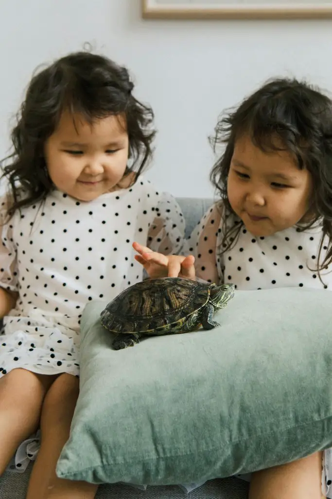 Can Turtles & Tortoises Eat Bread?