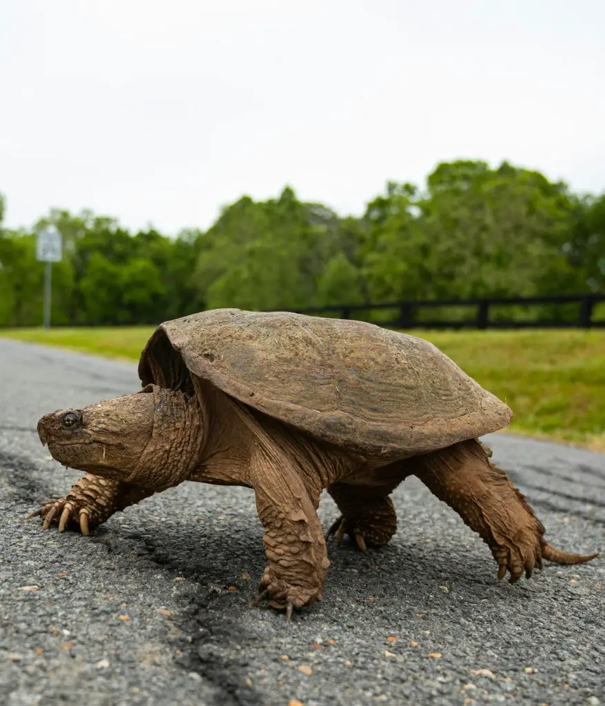 Do Turtles Bully Each Other?