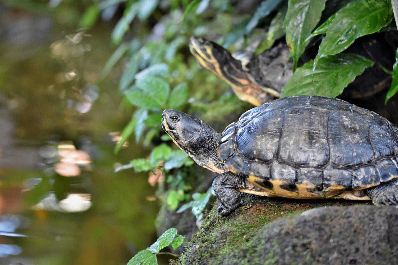 Can Turtles &Amp; Tortoises Eat Celery?