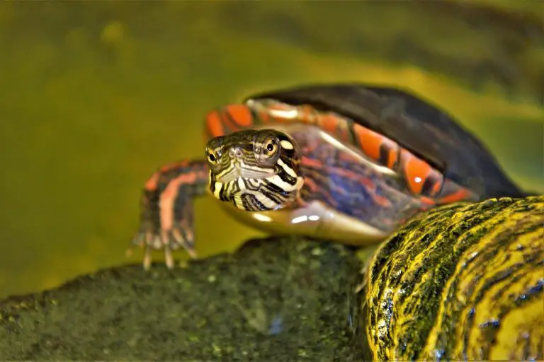 Do Tortoises Like To Climb?