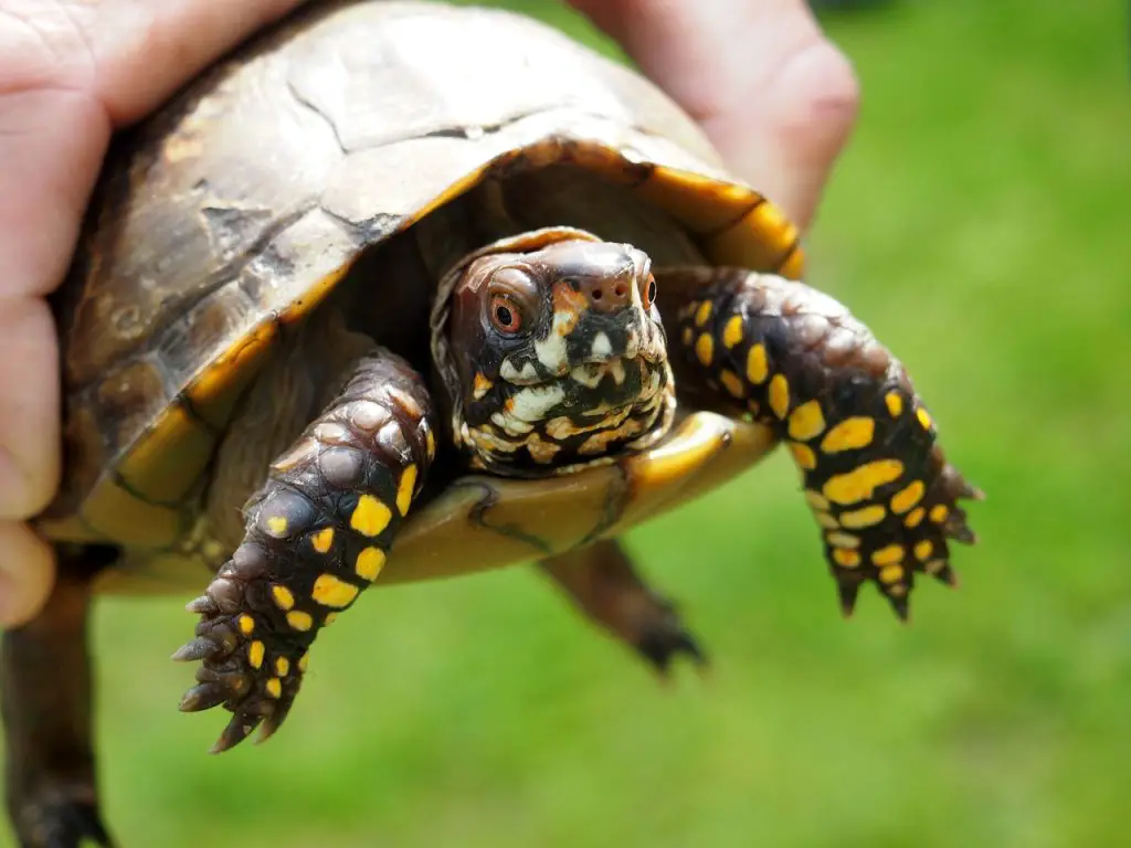 Do Tortoises Like To Climb?