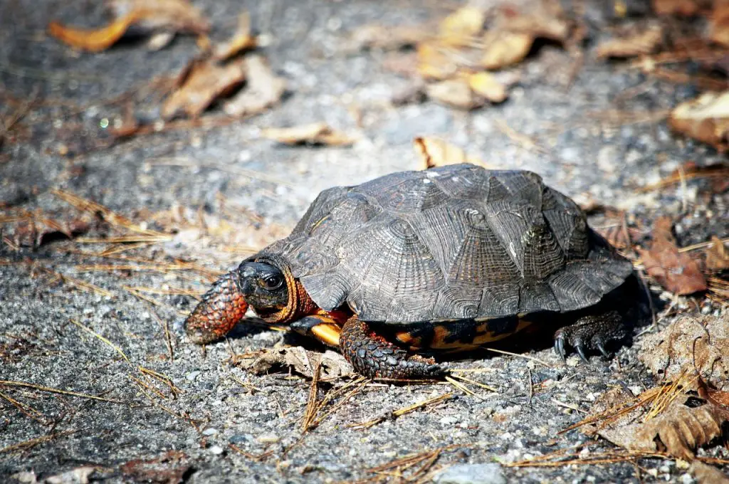 Do Tortoises Like To Climb?