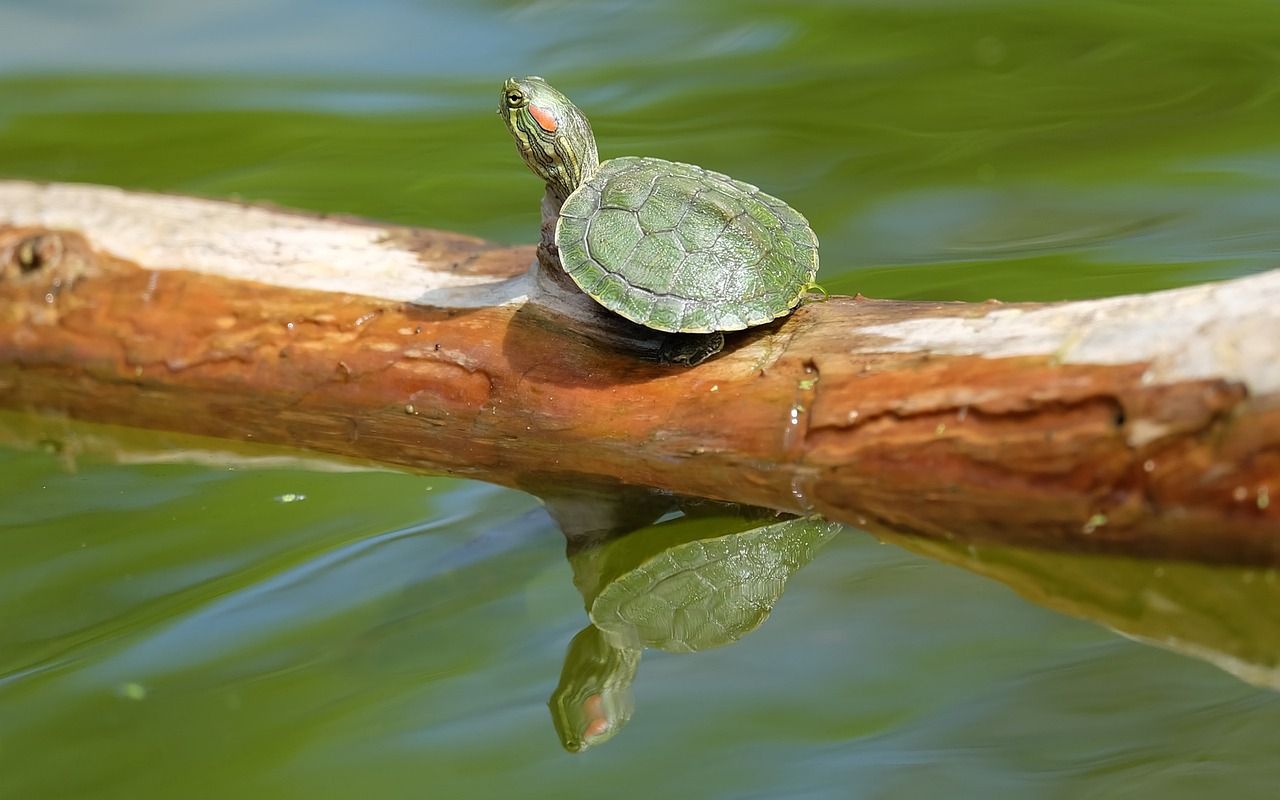 Can Alligators Or Crocodiles Eat Turtles?