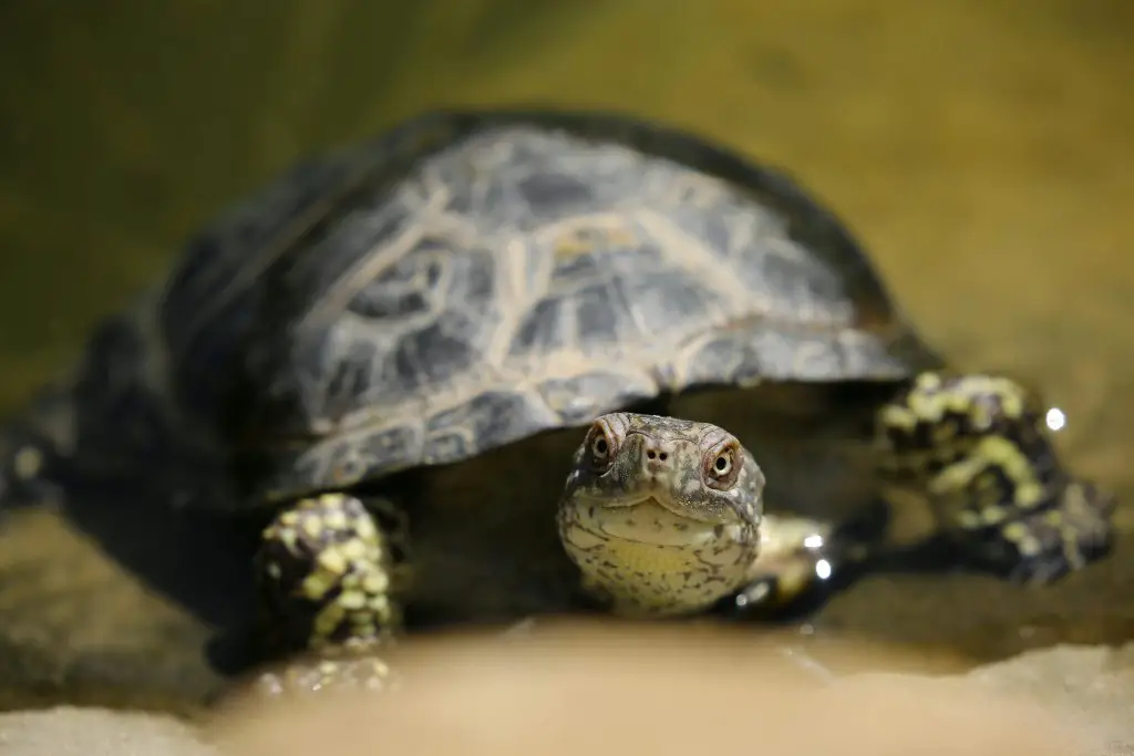 What Are The Defense Mechanisms Of Turtles?