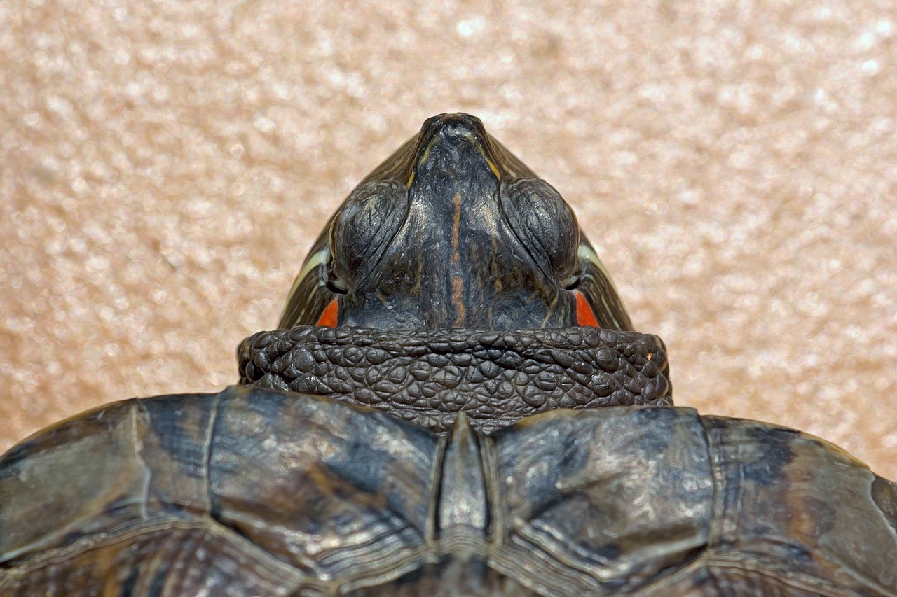 Greens To Proteins: A Guide To Feeding Red-Eared Sliders