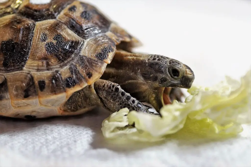 What Human Foods Can Turtles Eat? [Food Chart]