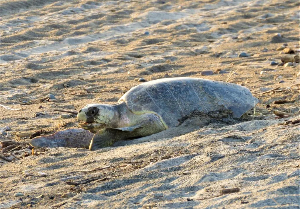 Are Turtle Eggs Soft?