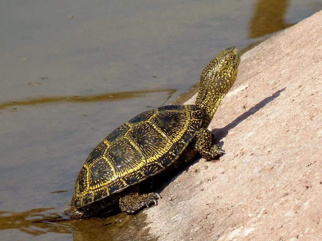 8 Fascinating Turtle Behaviors Explained: Understanding Your Pet Better