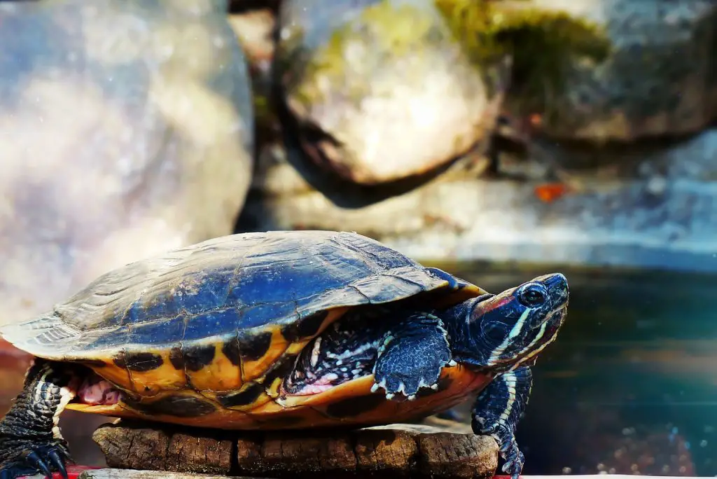 Why Do Red Eared Sliders Shake Their Hands?