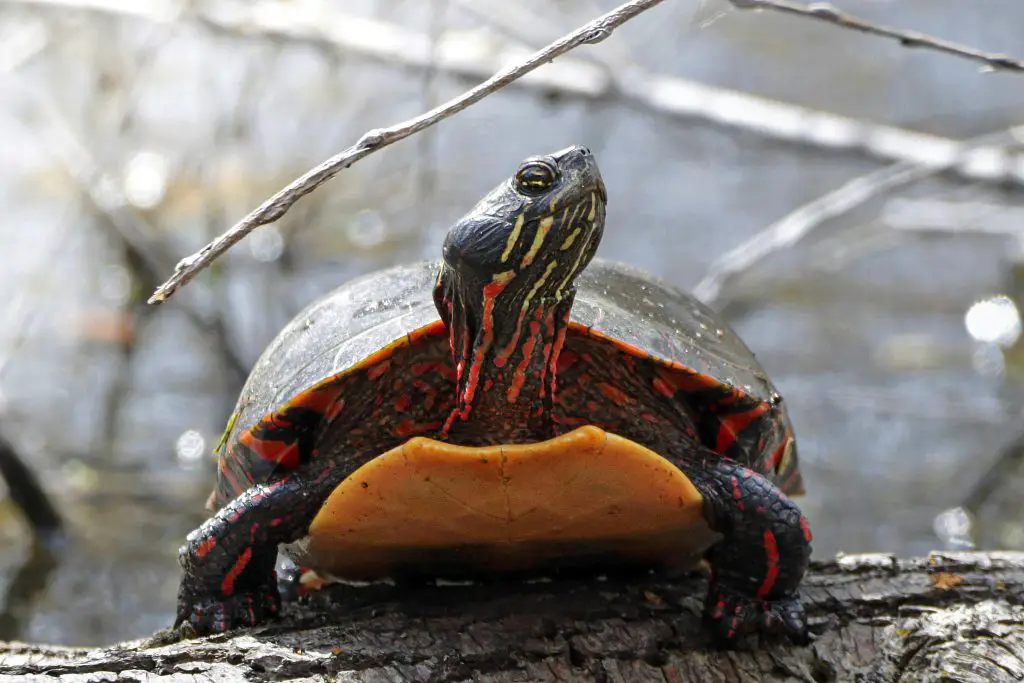 Do Florida Softshell Turtles Bite?