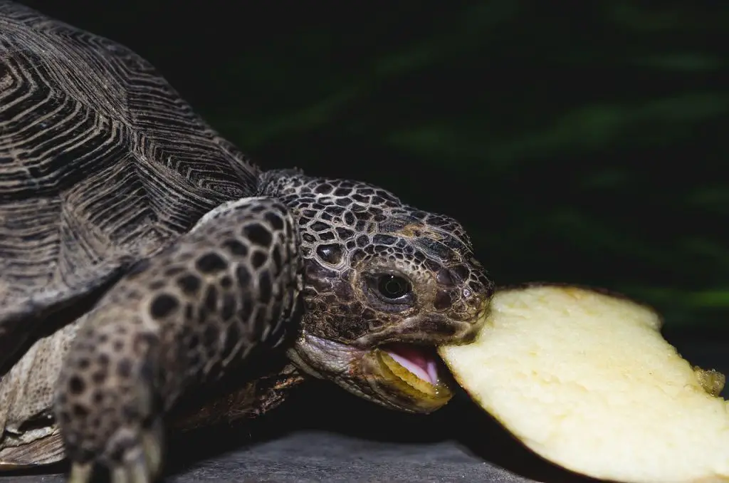 How Long Does Turtle Food Last?