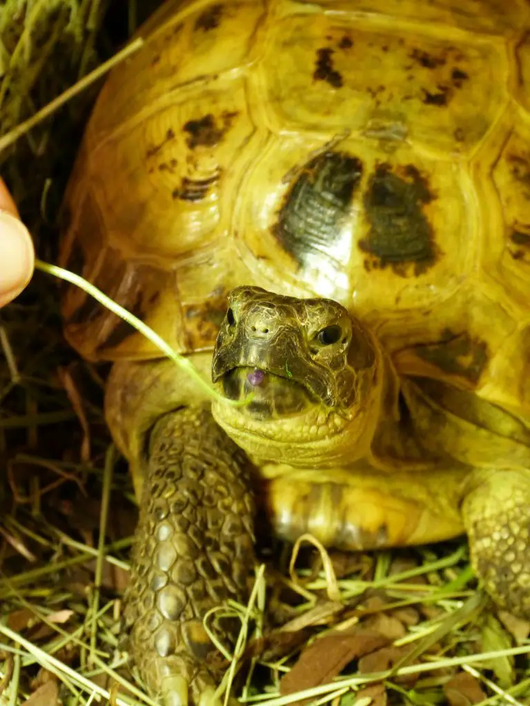 How Long Does Turtle Food Last?