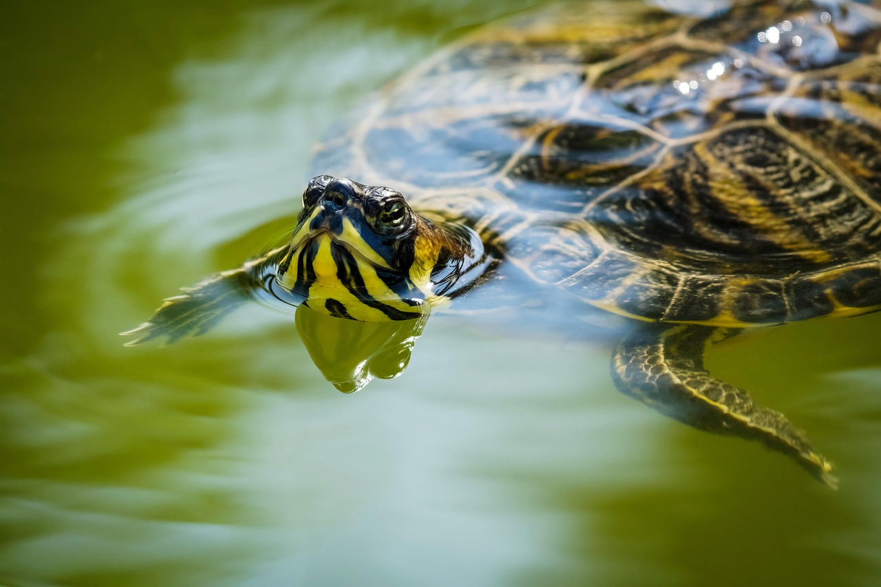 Frequently Asked Questions About Red-Eared Slider