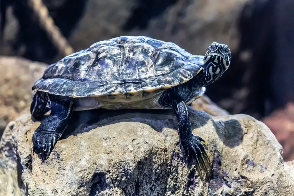 Are Red Eared Sliders Invasive?