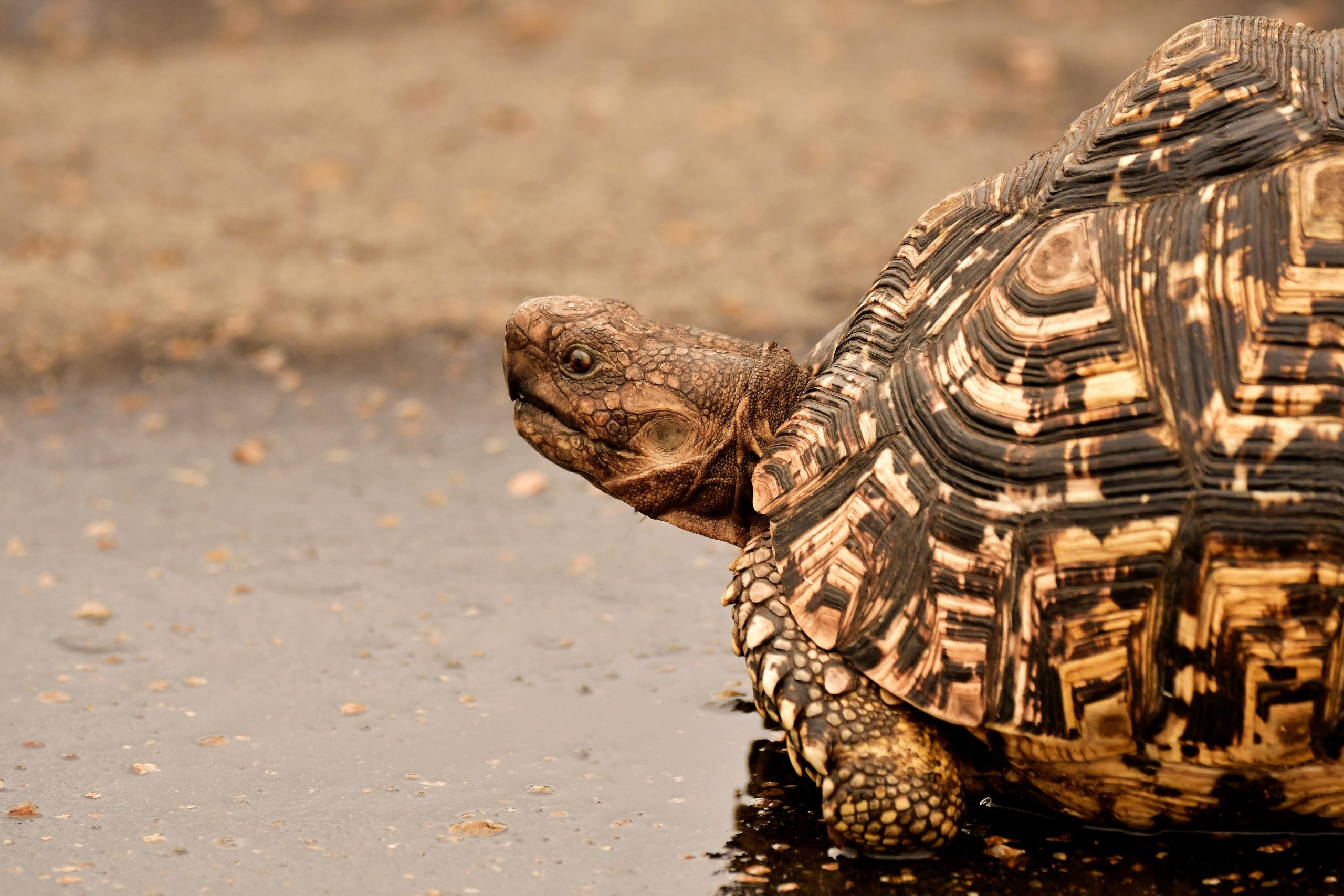 Can Turtles Actually Jump?