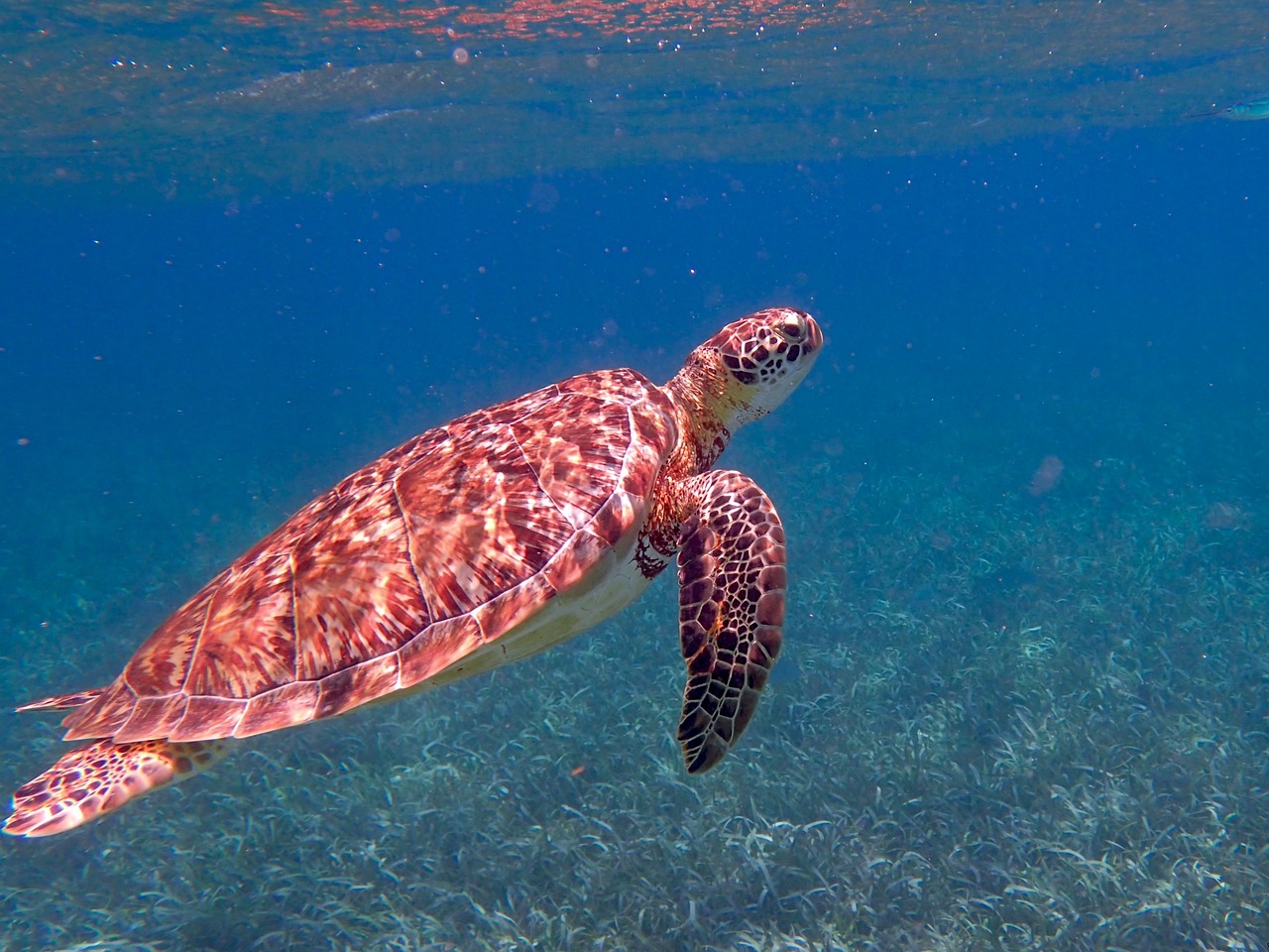 How Do Sea Turtles Mate? [Faqs Answered]