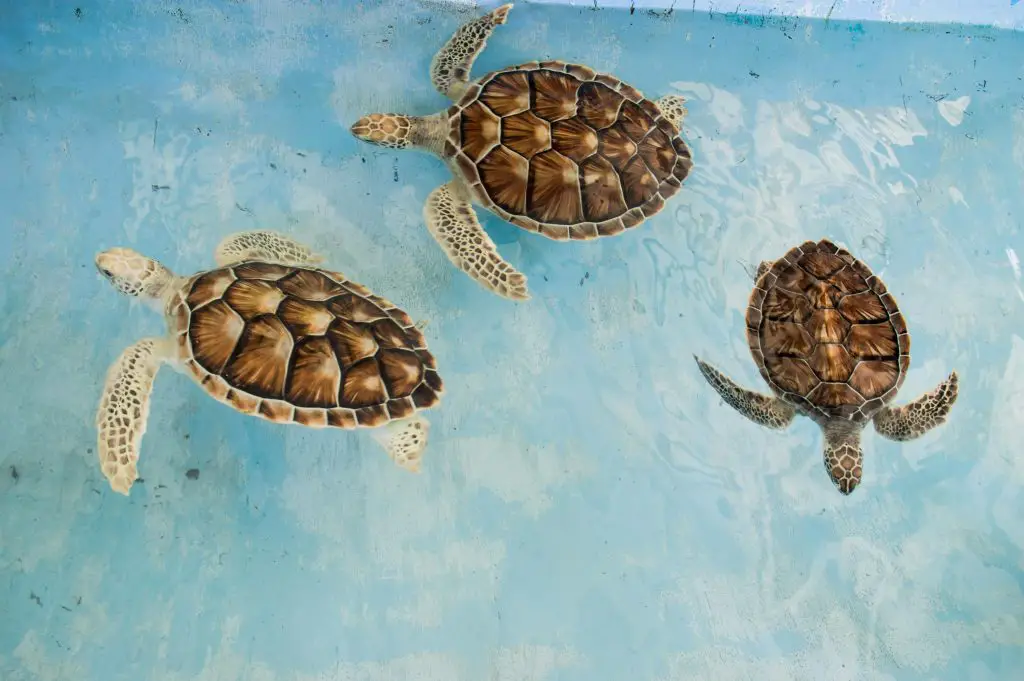 How Do Sea Turtles Mate? [Faqs Answered]