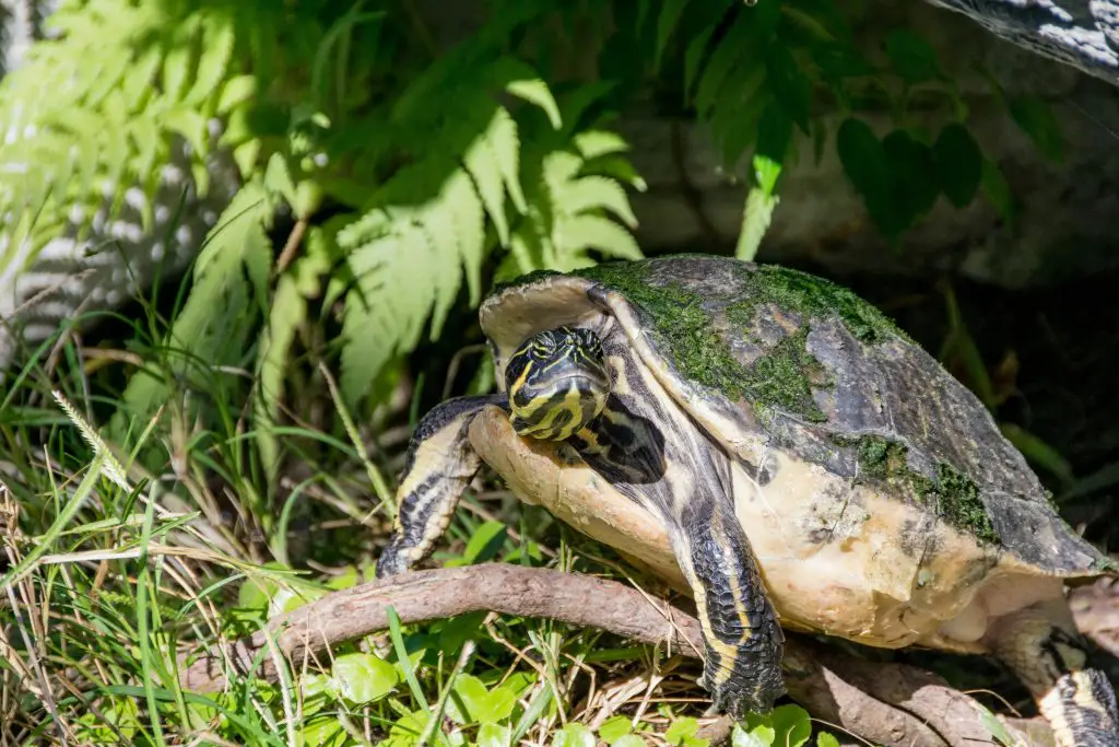 Musk Turtle Size: How Big Do They Get?