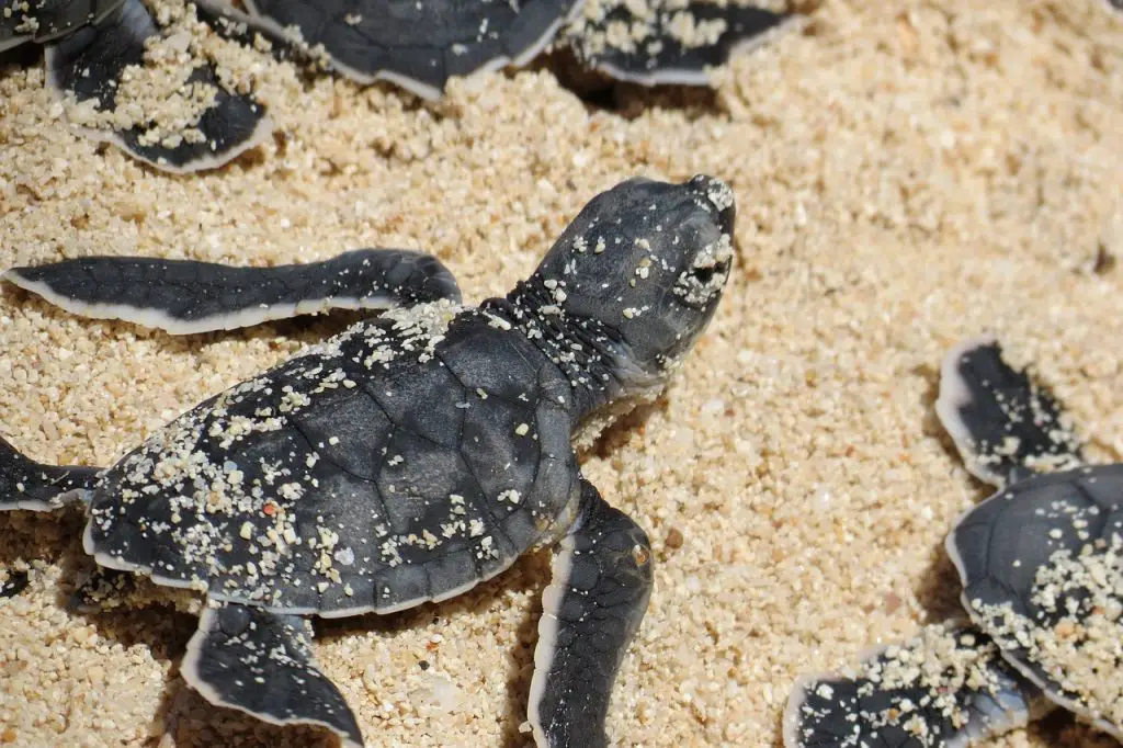 What Do Newborn Turtles Eat?