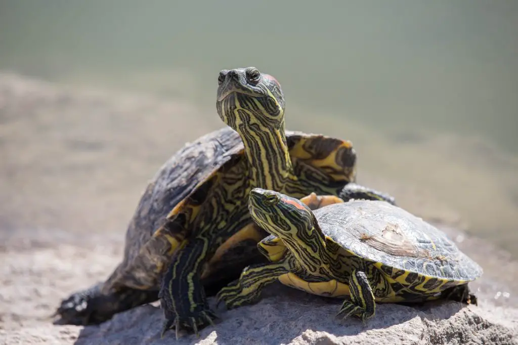 Do Turtles Recognize Their Owners?