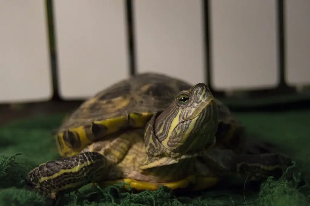 Do Turtles Recognize Their Owners?