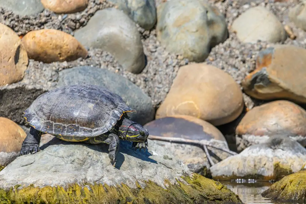 These Are The Best Beginner Box Turtle Species