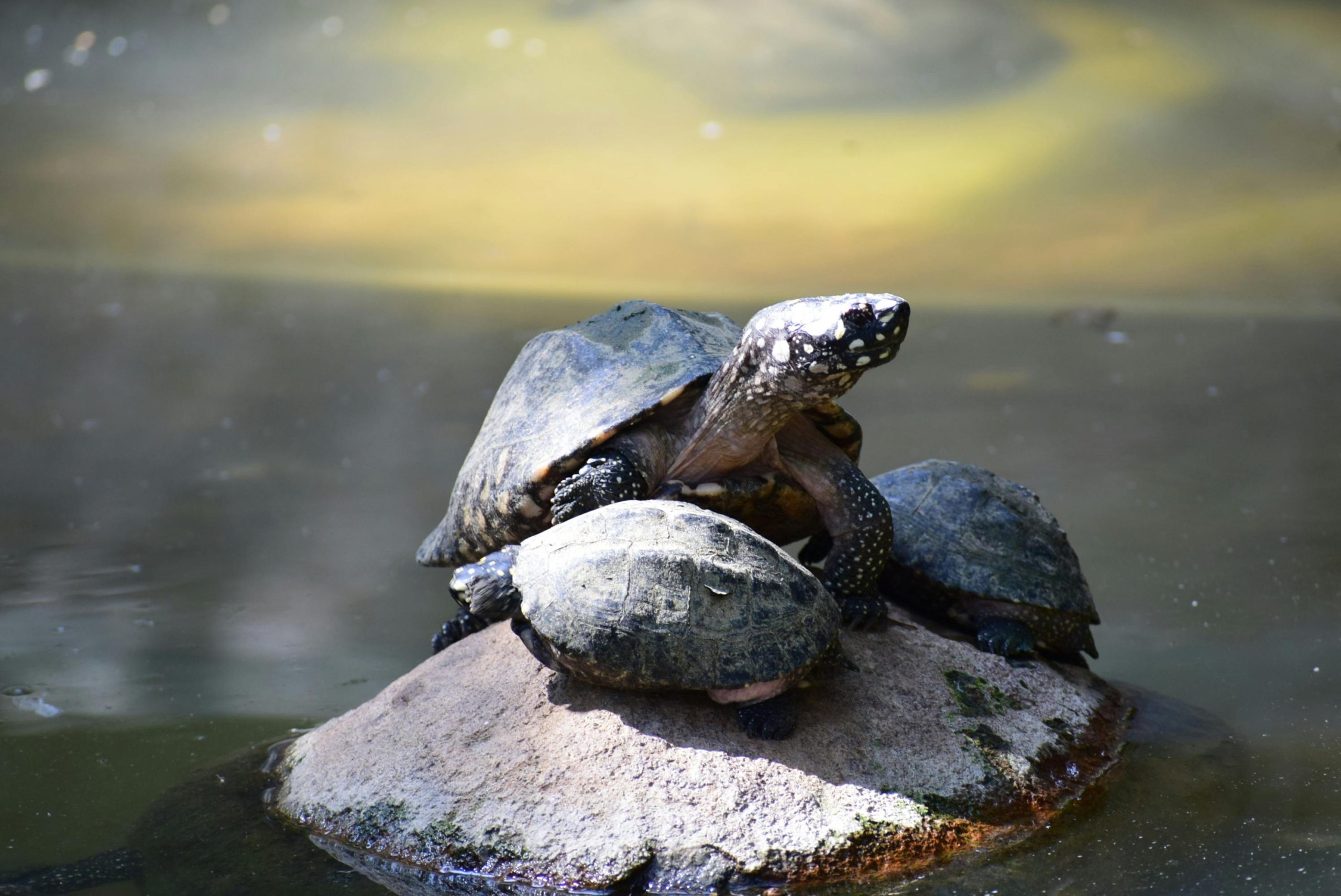 These Are The Best Beginner Box Turtle Species