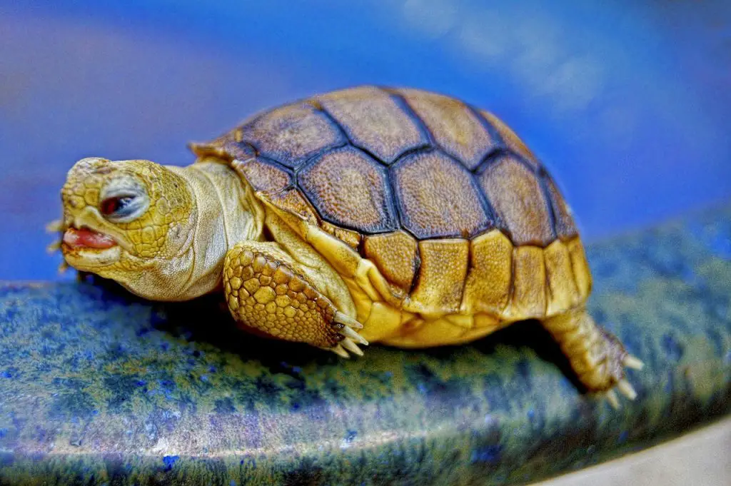 The Top 6 Smallest Tortoise Species For Your Home