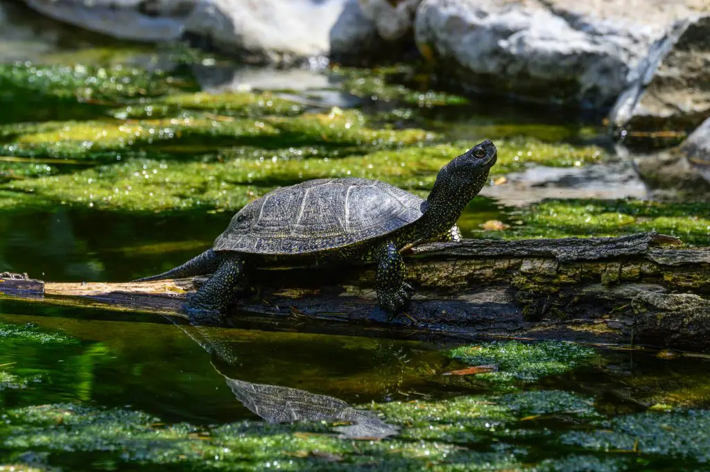 How To Catch A Pond Turtle? [Traps, Baits, Tips]