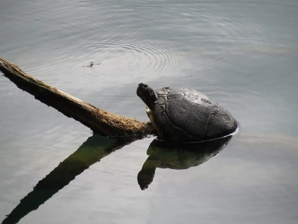 How Deep Should A Turtle Pond Be?