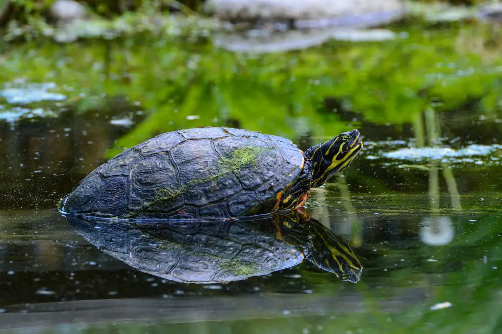 How To Catch A Pond Turtle? [Traps, Baits, Tips]