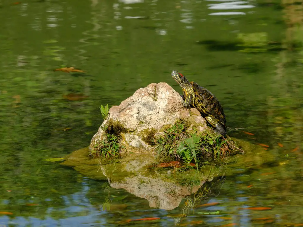 How To Catch A Pond Turtle? [Traps, Baits, Tips]