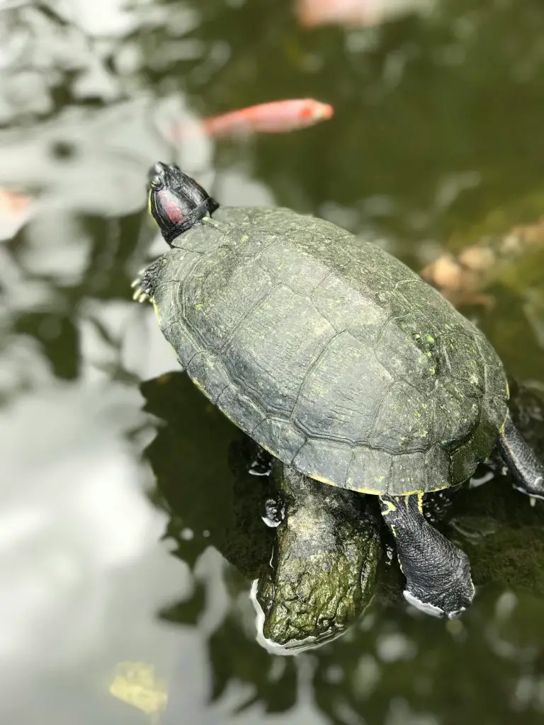 How To Catch A Pond Turtle? [Traps, Baits, Tips]