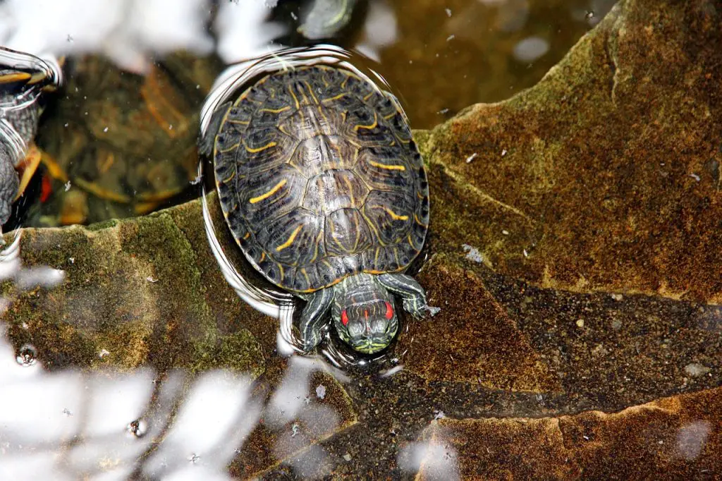 Why Do Red Eared Sliders Shake Their Hands?