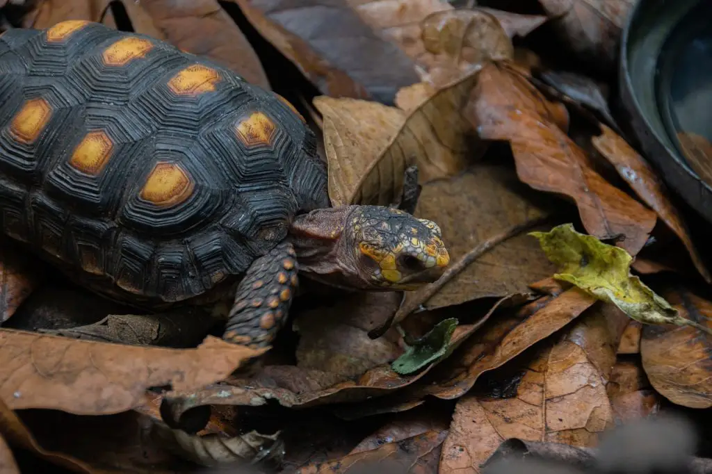 Frequently Asked Questions About Red-Eared Slider