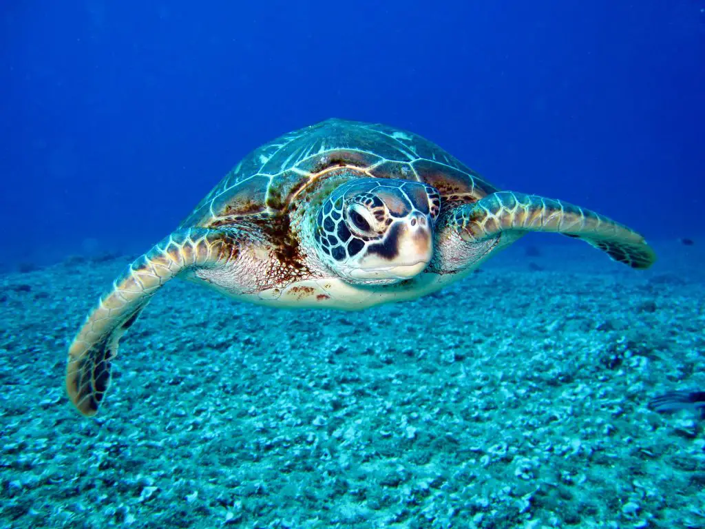 Do Sea Turtles Need Air?