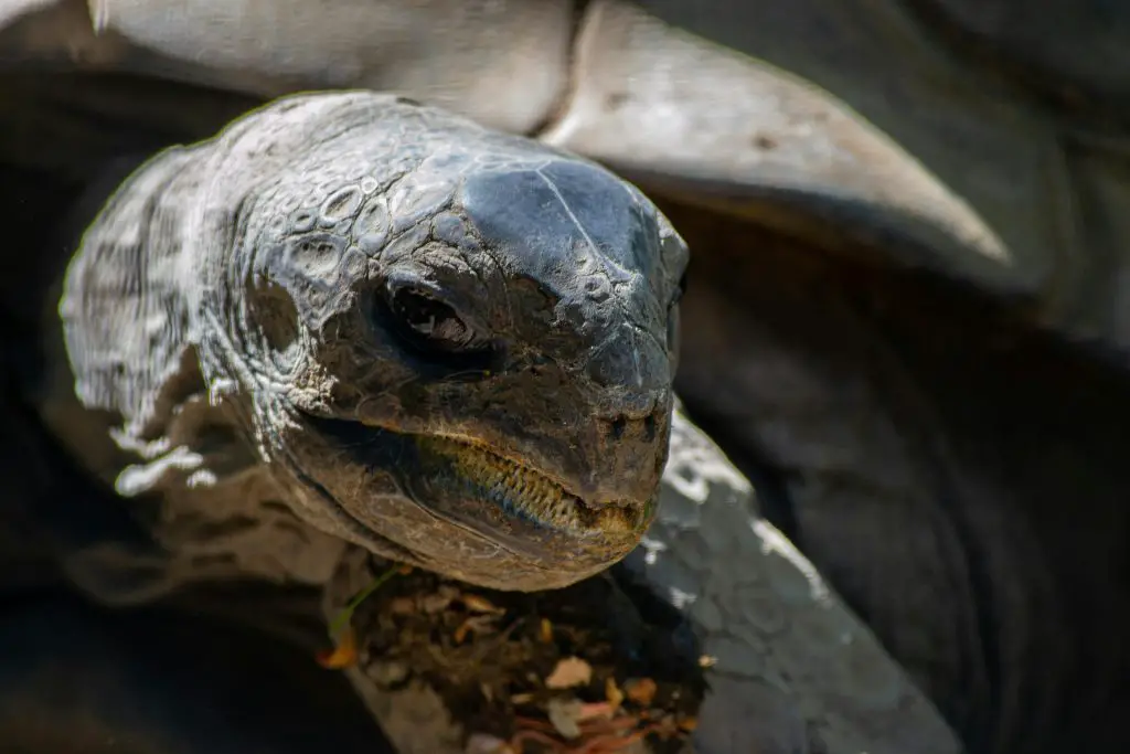 Can Tortoises See In The Dark?