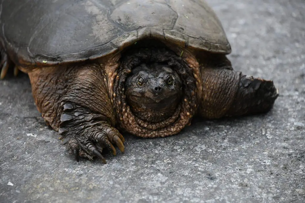 Do Tortoise Shells Have Nerves?