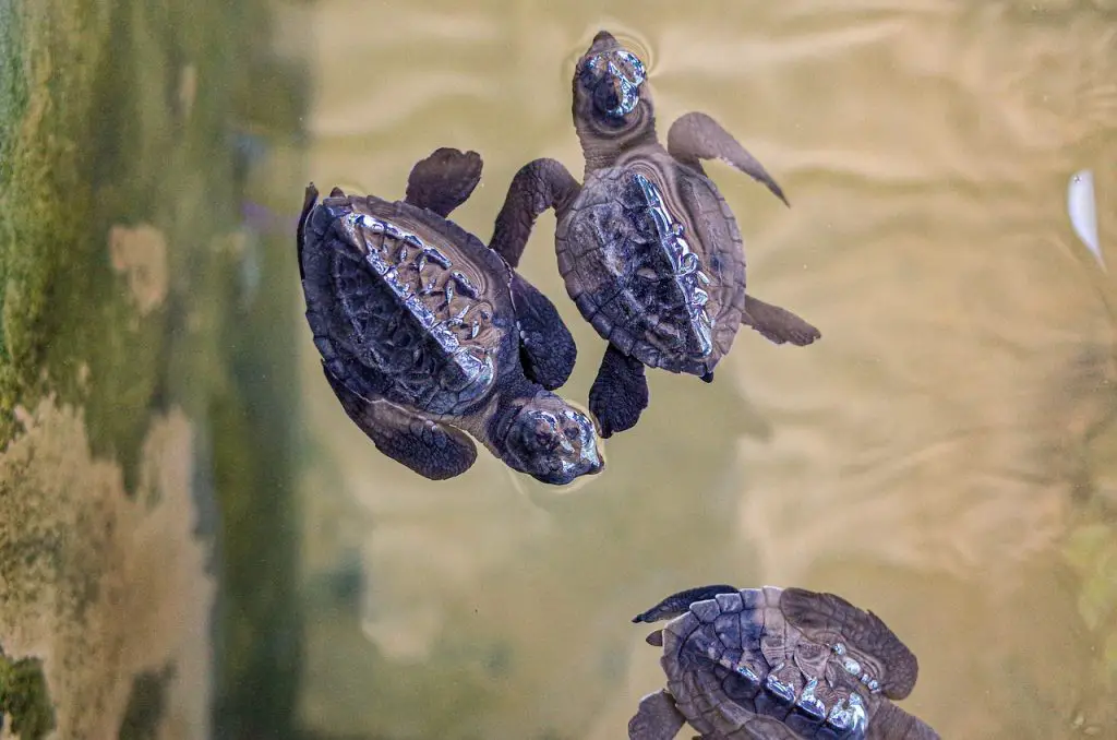 How Long Do Baby Turtles Sleep?